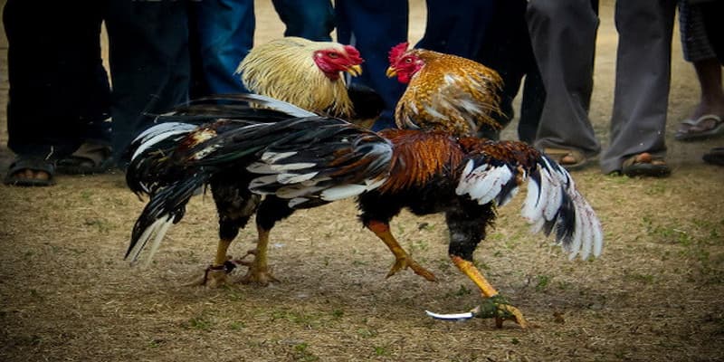 đá gà cựa sắt thomo Những lưu ý quan trọng khi tham gia đá gà cựa sắt thomo